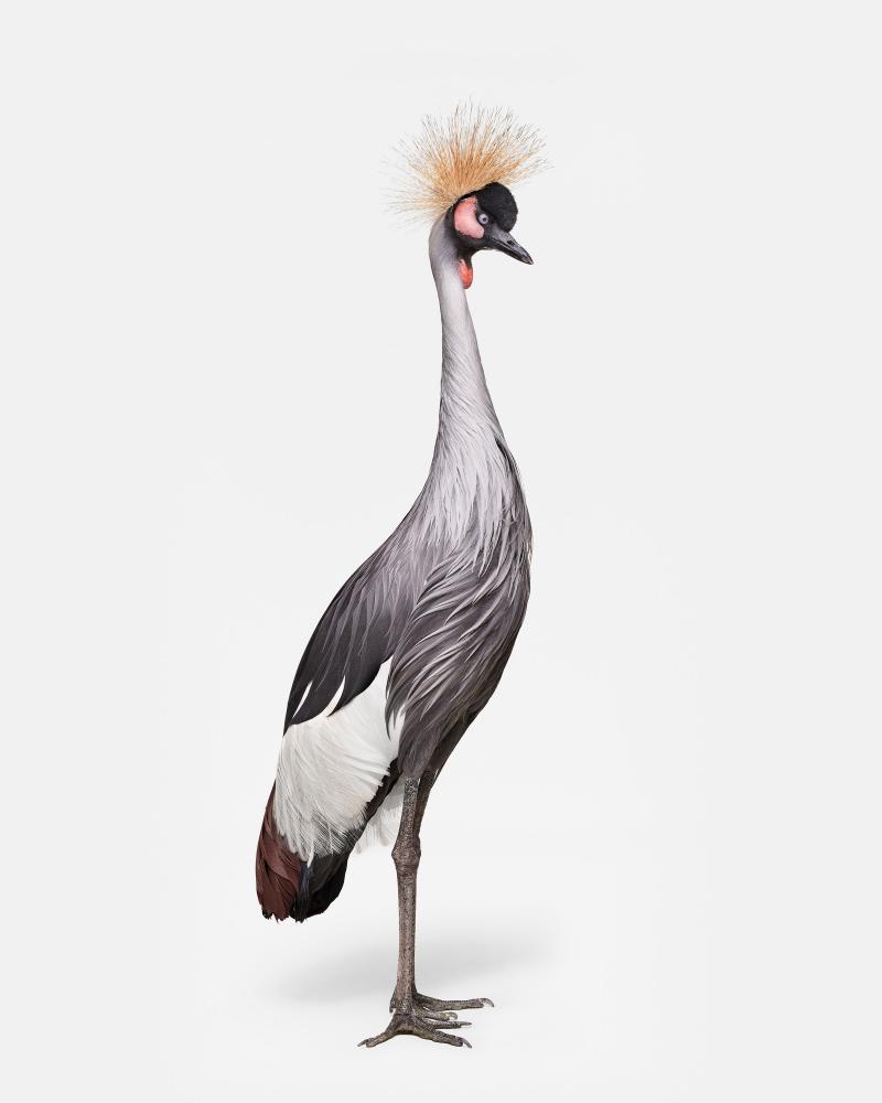 African Crane No 1 Randal Ford