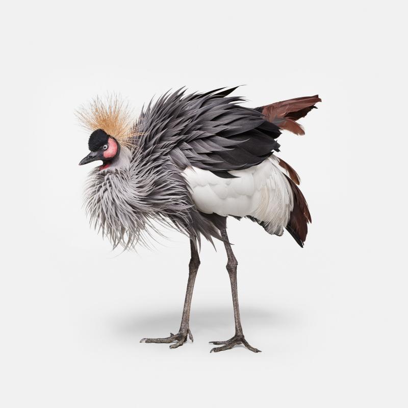 African Crane No 2 Randal Ford