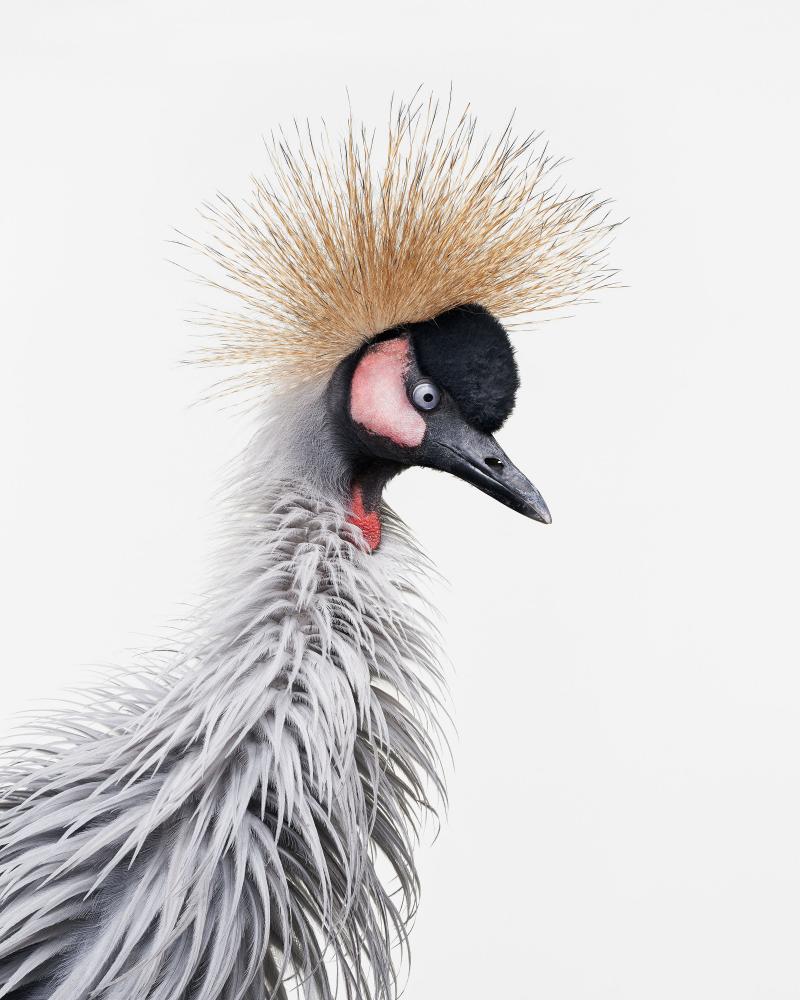 African Crane No 4 Randal Ford