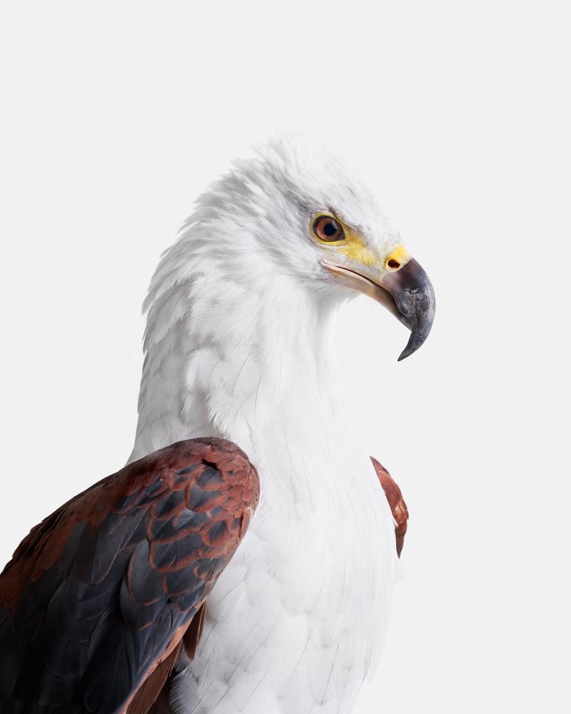 African Fish Eagle Randal Ford
