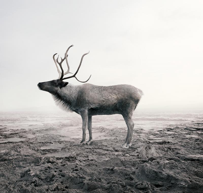 Alice Zilberberg Calm Caribou Alice Zilberberg 2019