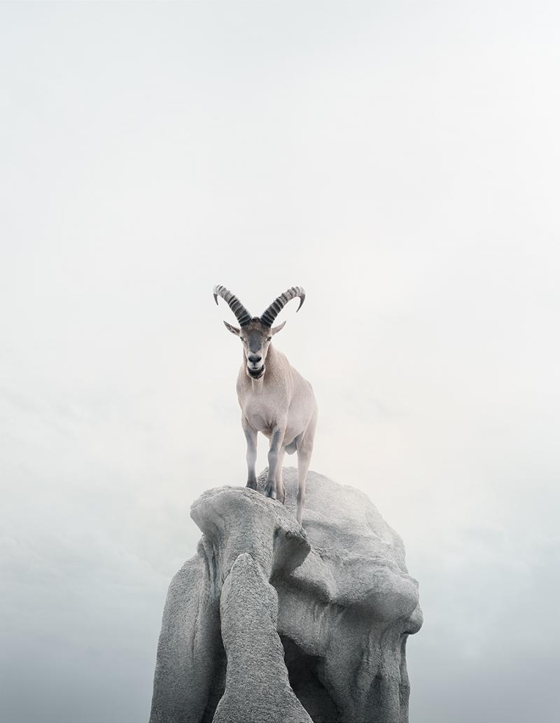 Alice Zilberberg Intent Ibex Alice Zilberberg 2019