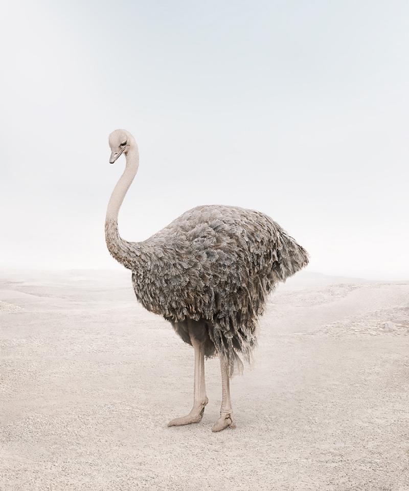 Alice Zilberberg Onward Ostrich Alice Zilberberg 2020