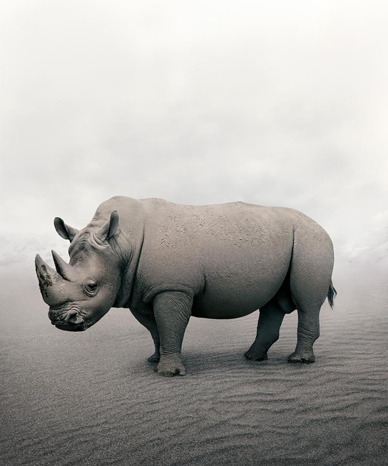 Alice Zilberberg Restful Rhino Alice Zilberberg 2019