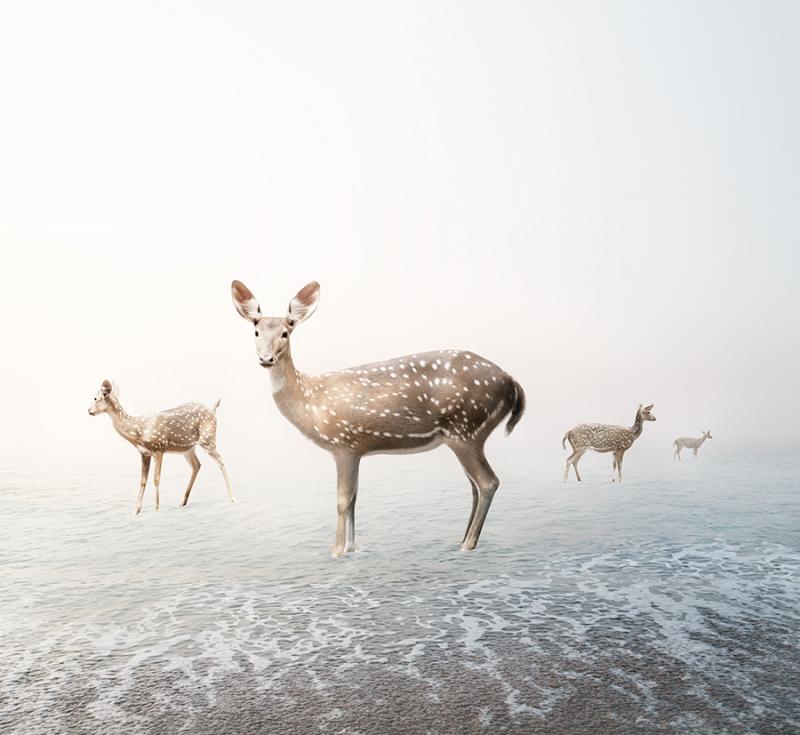 Alice Zilberberg Stay Me Deer Alice Zilberberg 2019