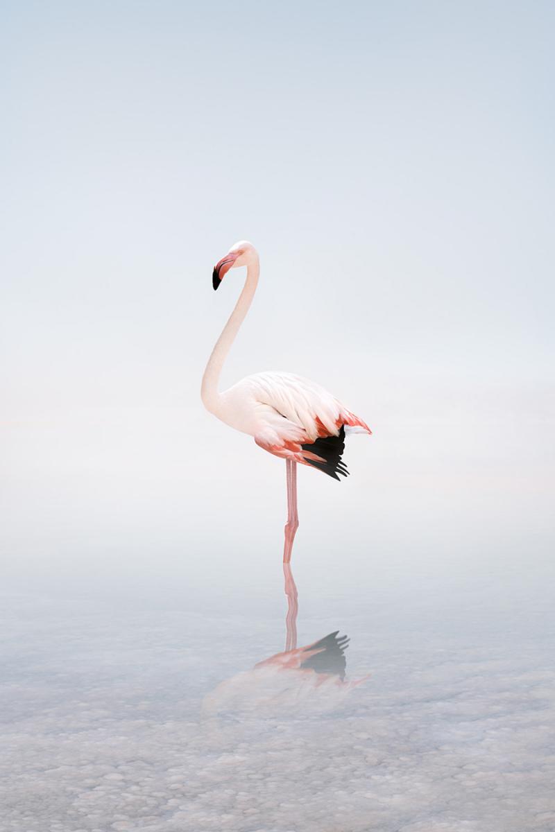 Alice Zilberberg Wondering White Flamingo Alice Zilberberg 2020