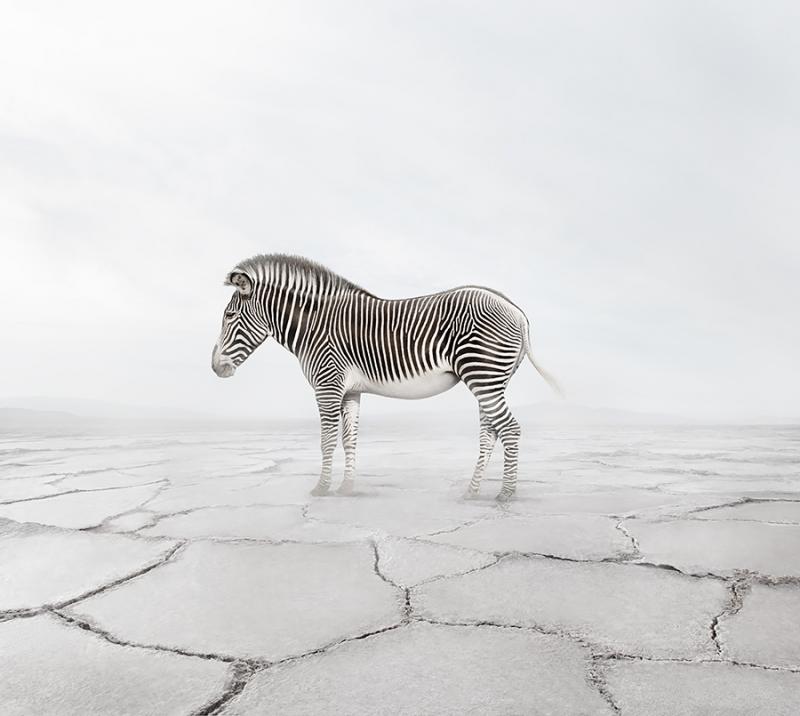 Alice Zilberberg Zen Zebra Alice Zilberberg 2019