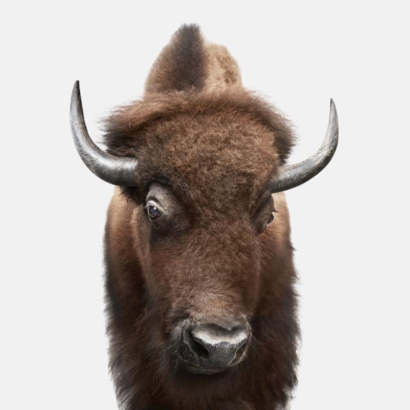 American Buffalo Randal Ford