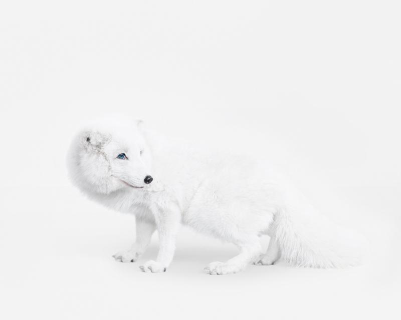 Arctic Fox No 1 Randal Ford