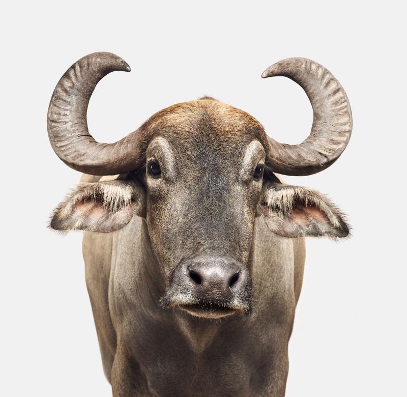 Asian Water Buffalo No 1 Randal Ford