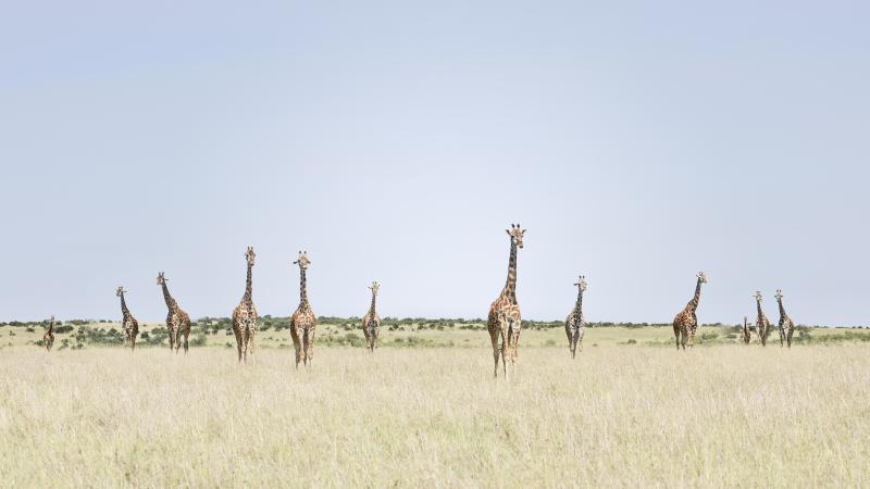 David Burdeny David Burdeny 12 Giraffes Maasai Mara Kenya 2018