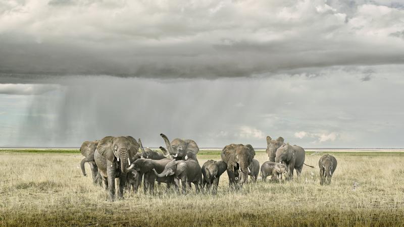 David Burdeny David Burdeny Elephant Day Care Amboseli Kenya 2018