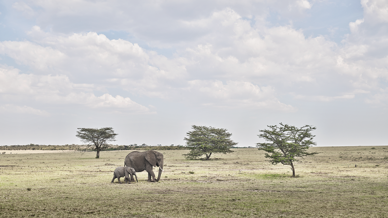 David Burdeny David Burdeny Elephant Mother and Calf Maasai Mara Kenya 2018