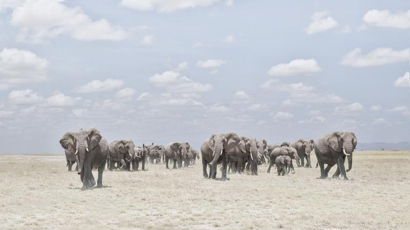 David Burdeny David Burdeny Elephants Crossing Dusty Plain Amboseli Kenya 2018