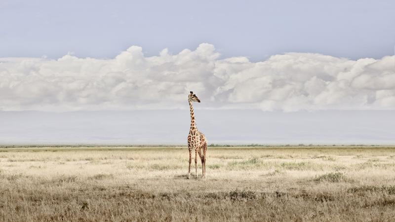David Burdeny David Burdeny Head in the Clouds Amboseli Kenya 2018