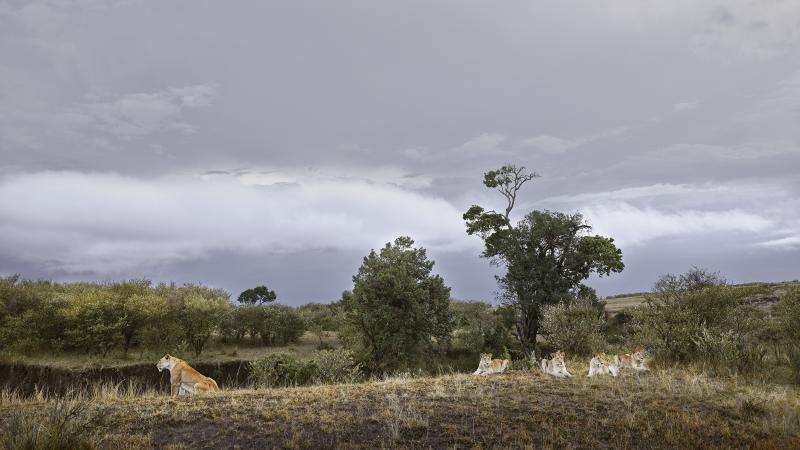David Burdeny David Burdeny Lioness and Four Cubs Rivers Edge Maasai Mara Kenya 2018