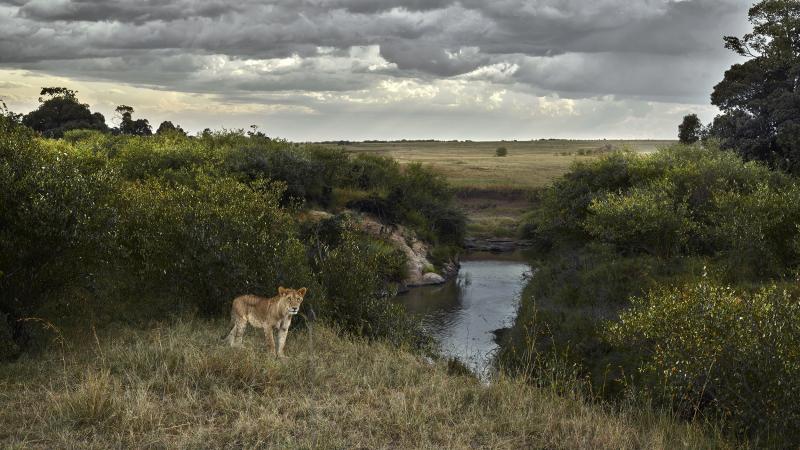 David Burdeny David Burdeny One Eyed Lion Maasai Mara Kenya 2018