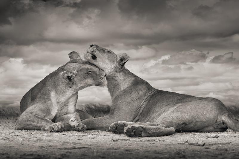 David Burdeny David Burdeny One Love Serengeti Africa 2018