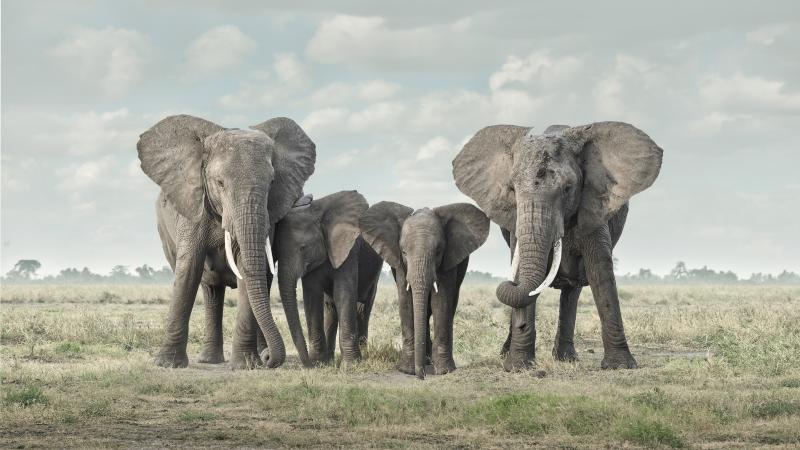 David Burdeny David Burdeny Solace Amboseli Kenya 2018