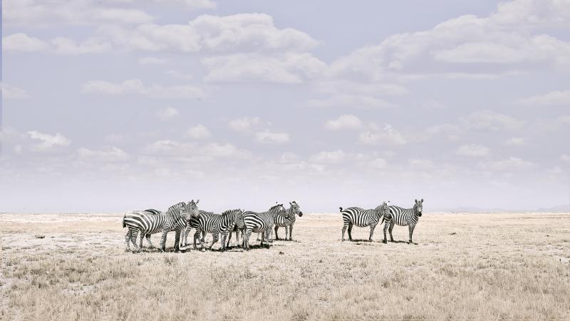 David Burdeny David Burdeny Zebra Plains Maasai Mara Kenya 2018