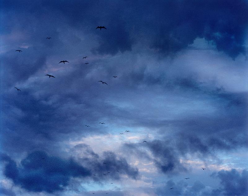 David Drebin Birds
