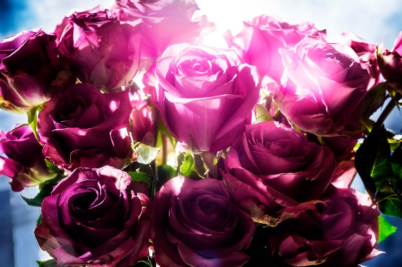 David Drebin David Drebin Spotting Rose 2014