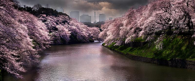 David Drebin Pink Spring