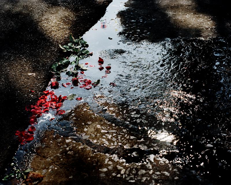 David Drebin Roses