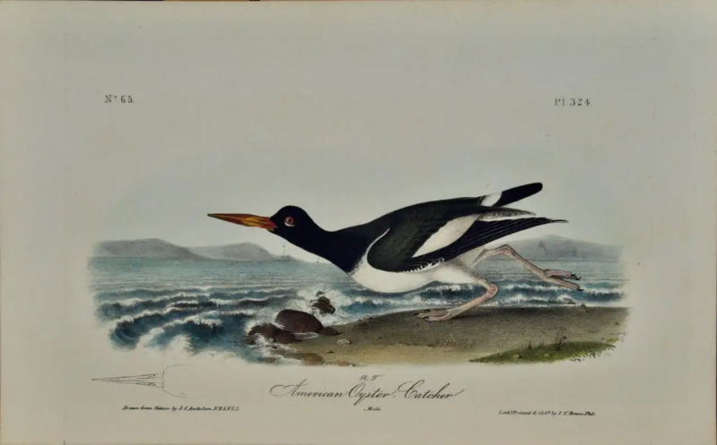 John James Audubon American Oyster Catcher An Original Audubon Hand colored Lithograph