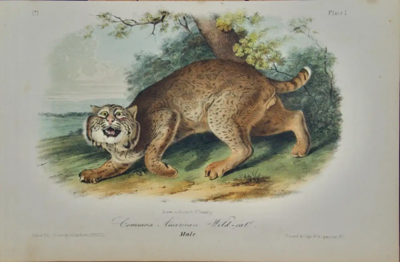 John James Audubon Common American Wild cat A 1st Octavo Edition Audubon Hand colored Lithograph