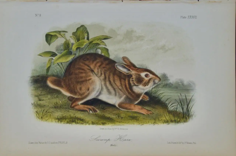John James Audubon Swamp Hare an Original 19th Century Audubon Hand colored Lithograph