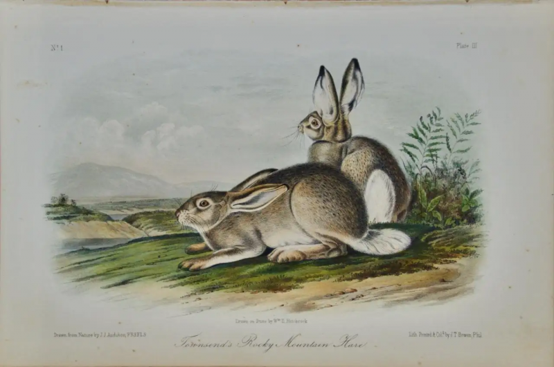 John James Audubon Townsends Rocky Mountain Hare an Original Audubon Hand colored Lithograph