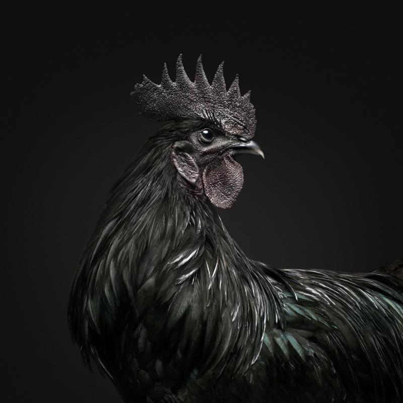 Randal Ford Ayam Cemani Rooster Black Collection Randal Ford