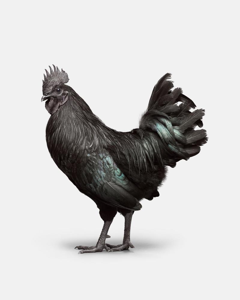 Randal Ford Ayam Cemani Rooster No 2 Randal Ford