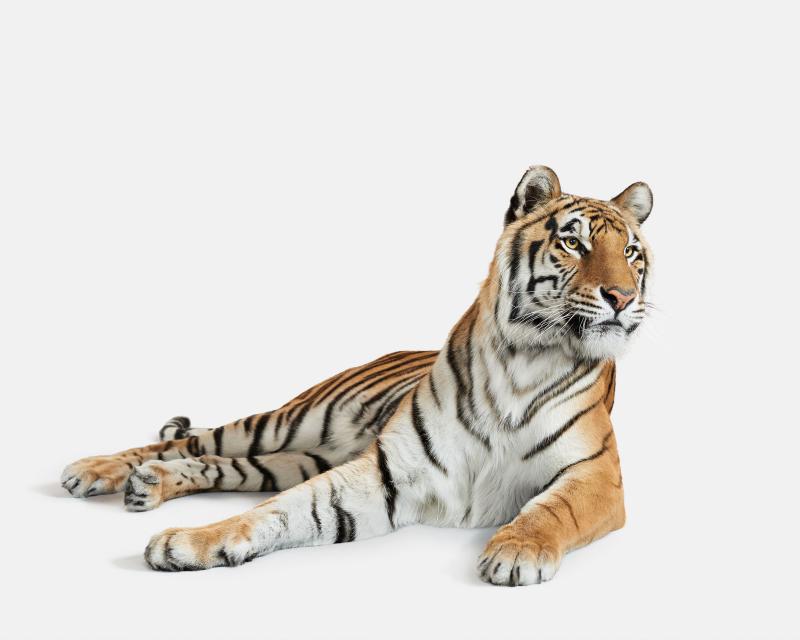 Randal Ford Bengal Tiger No 3 Randal Ford