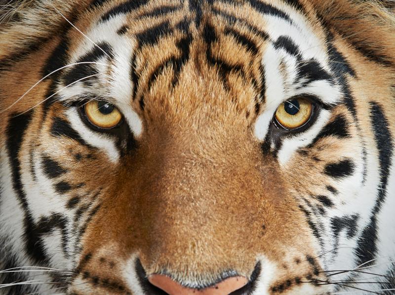 Randal Ford Bengal Tiger No 4 Randal Ford