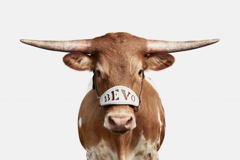 Randal Ford Bevo XV Color Randal Ford