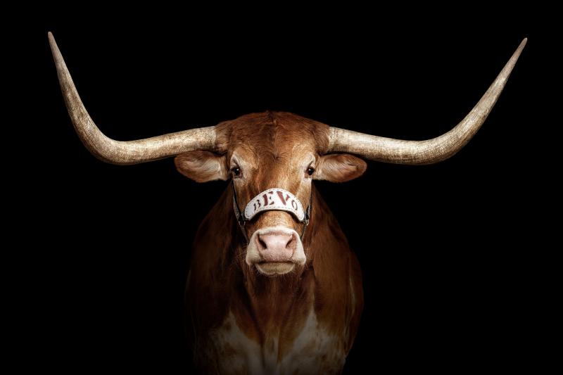 Randal Ford Bevo XV on Black Randal Ford