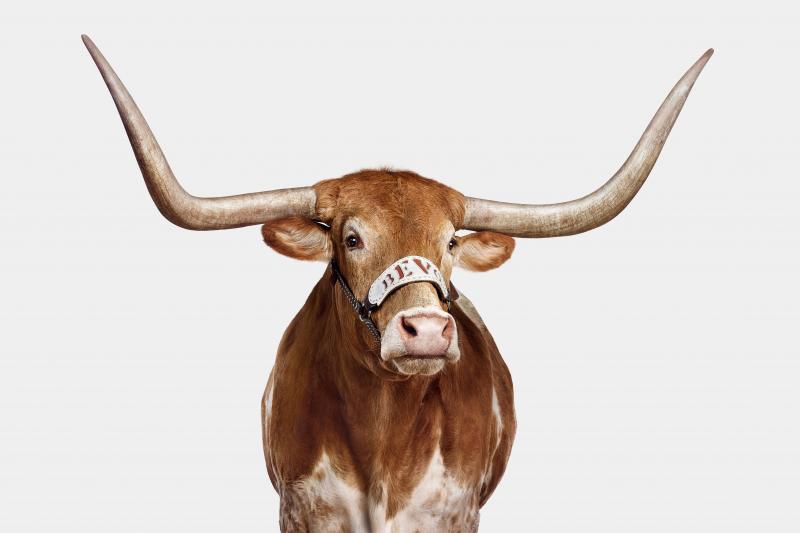 Randal Ford Bevo XV on Gray Randal Ford