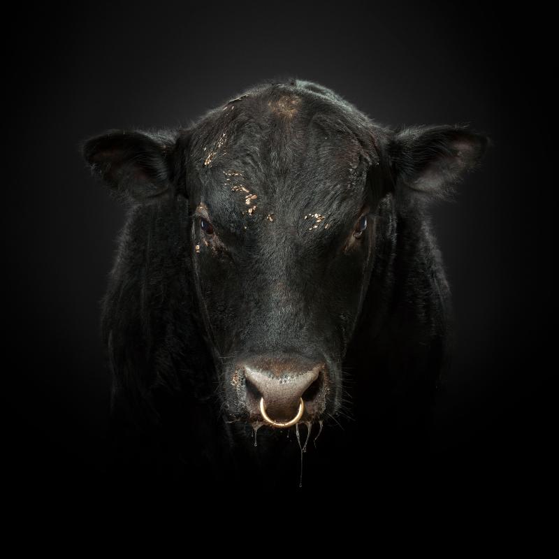 Randal Ford Black Bull No 1 Randal Ford