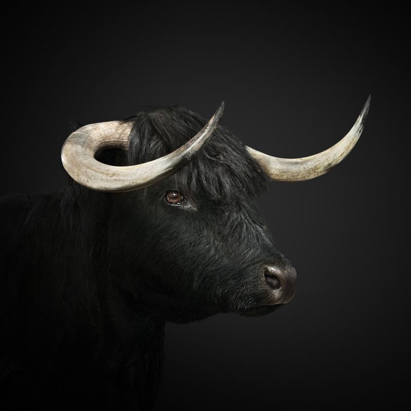 Randal Ford Black Highland Cow Randal Ford