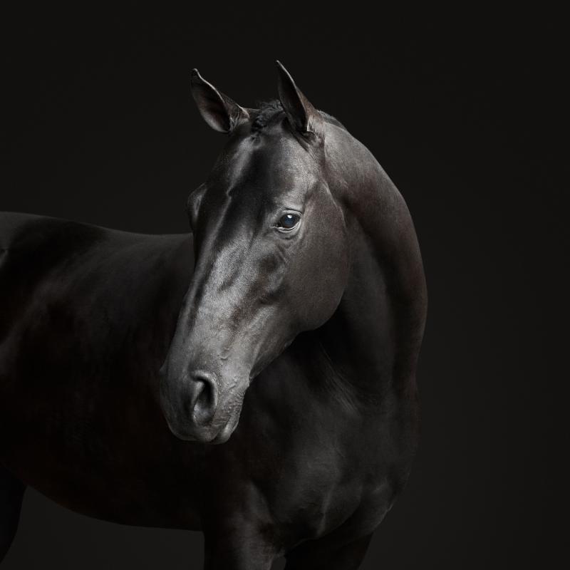 Randal Ford Black Horse No 2 Randal Ford