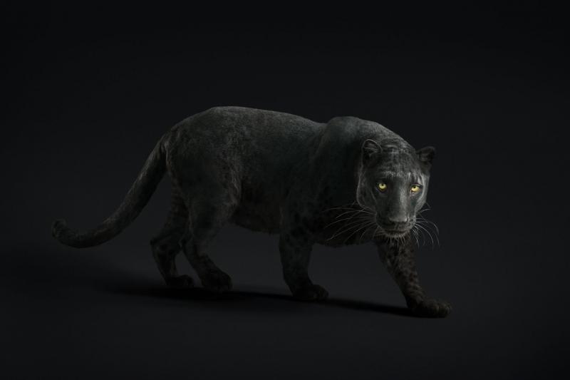 Randal Ford Black Leopard 23 Randal Ford