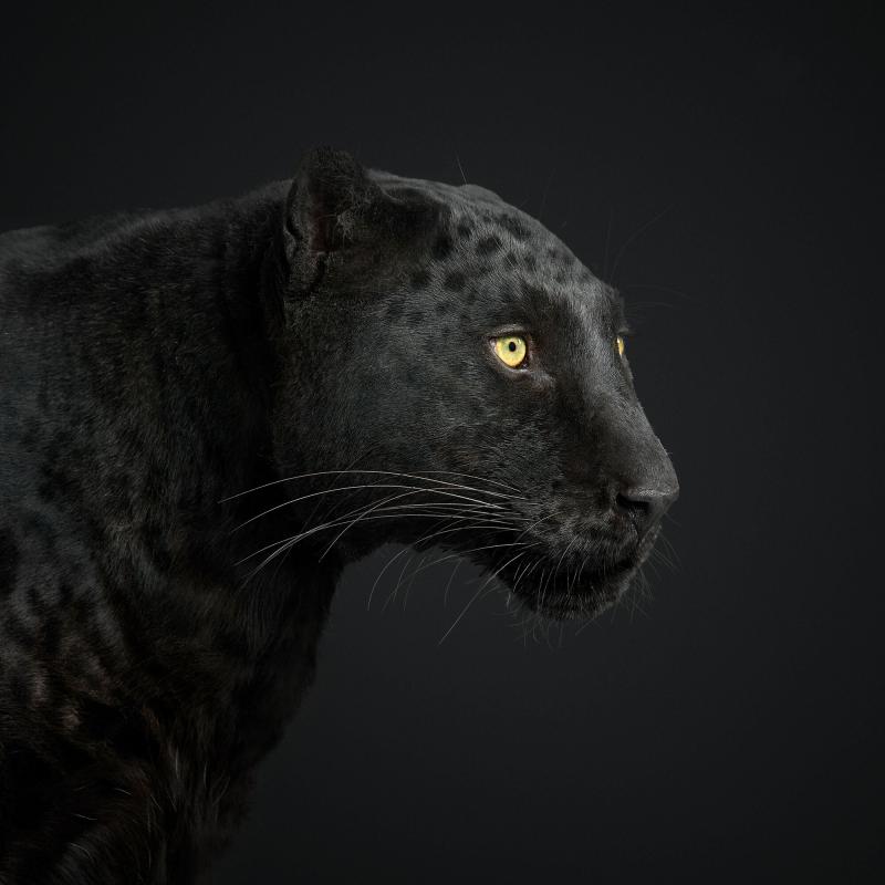 Randal Ford Black Leopard No 1 Randal Ford