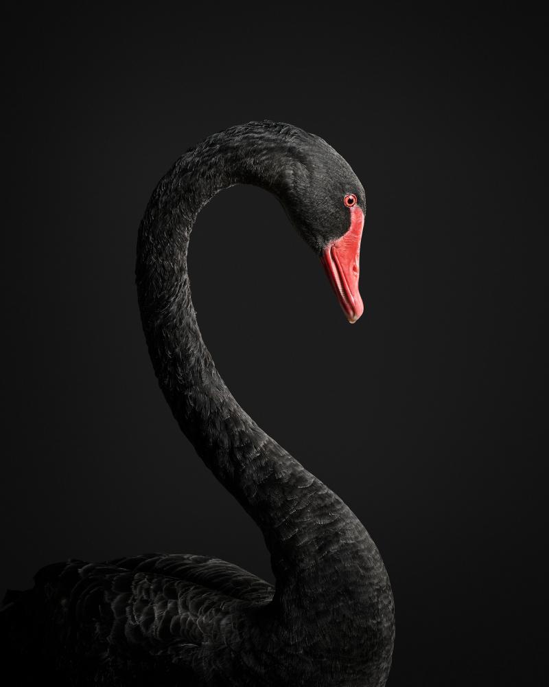 Randal Ford Black Swan No 1 Randal Ford