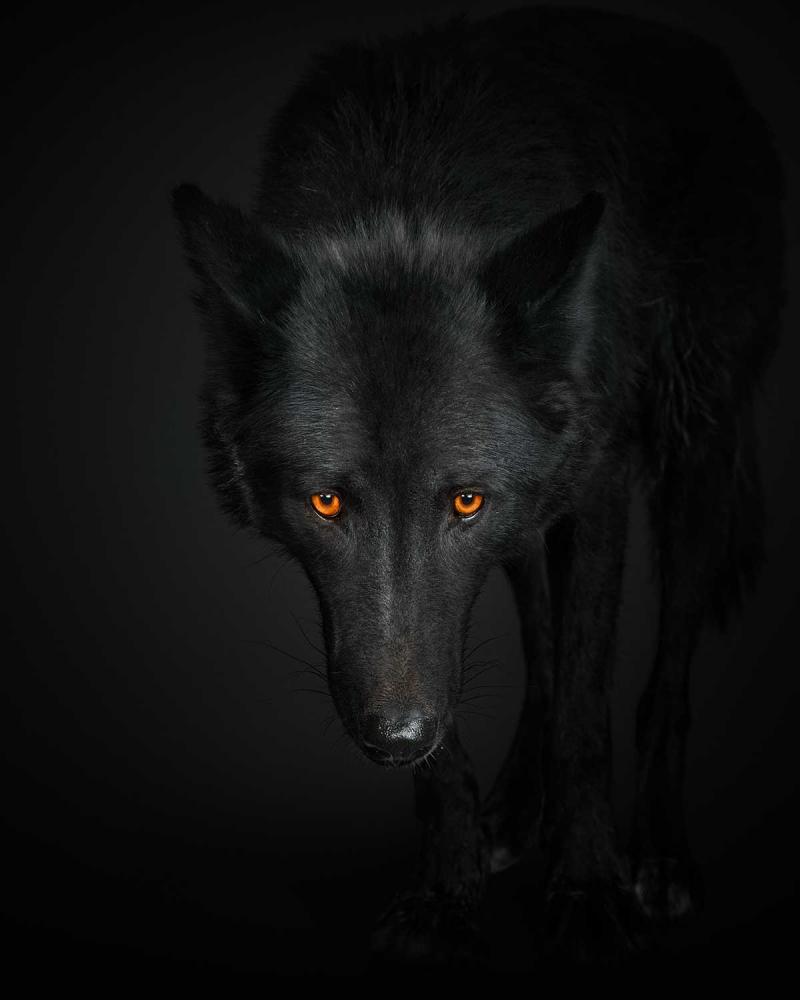 Randal Ford Black Wolf No 1 Randal Ford