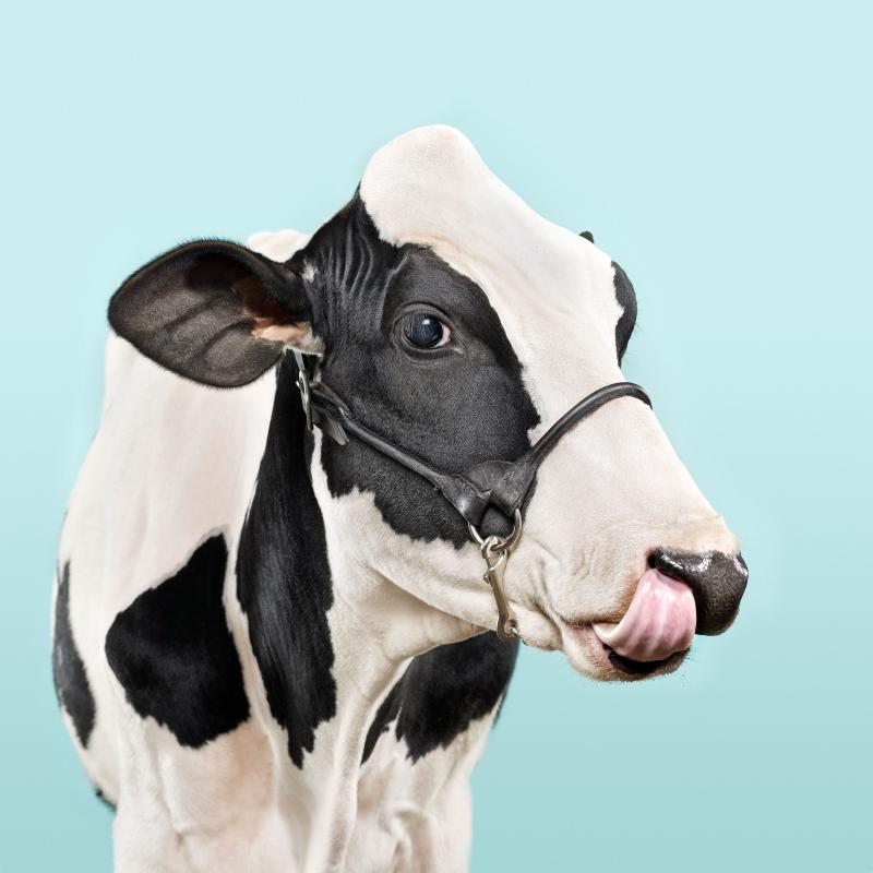Randal Ford Blue Cow Randal Ford