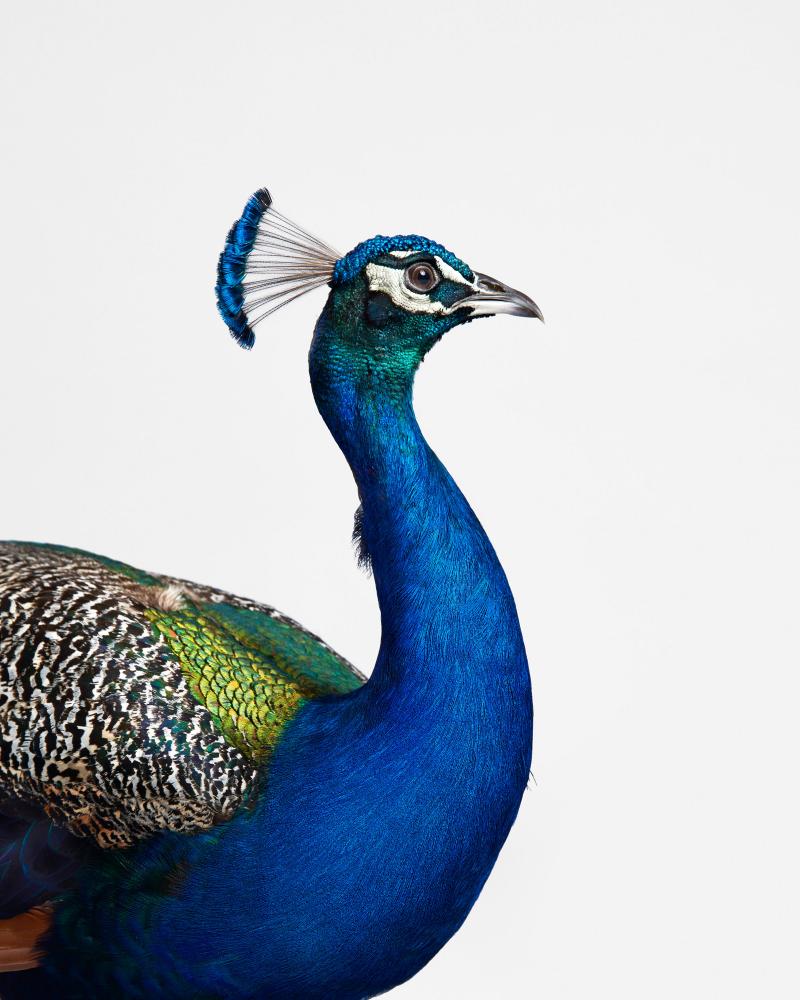 Randal Ford Blue Peacock Randal Ford