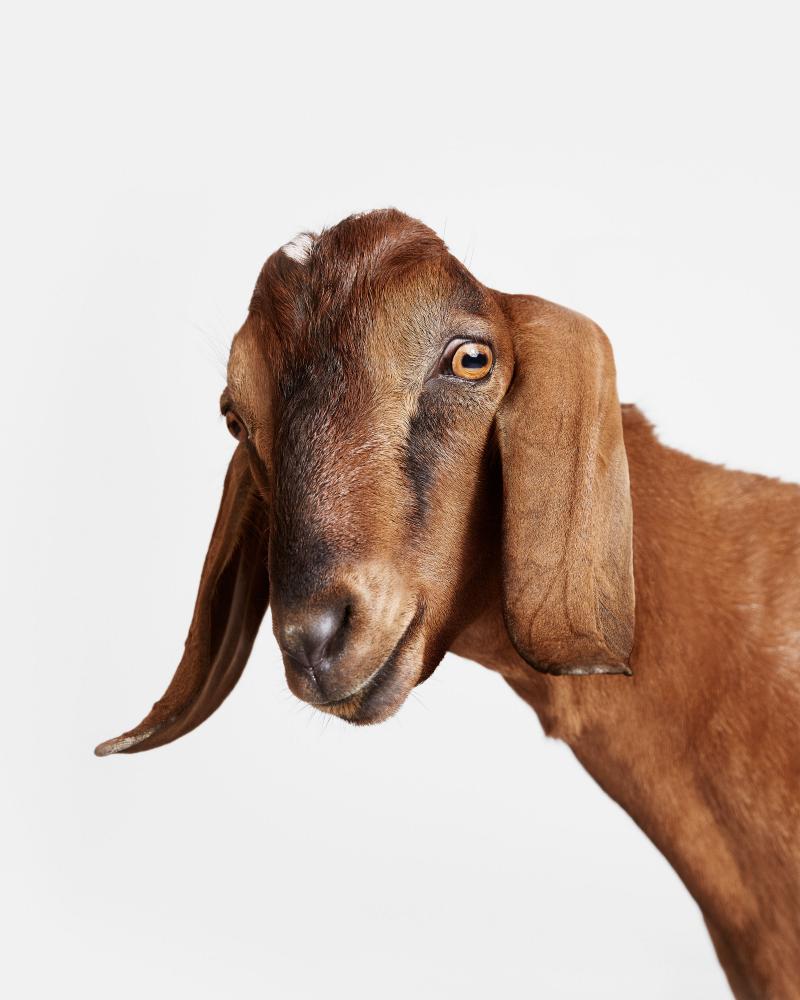 Randal Ford Brown Goat No 1 Randal Ford