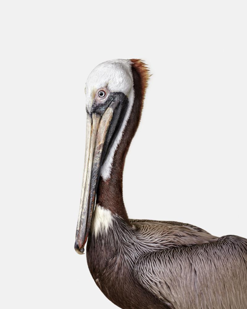 Randal Ford Brown Pelican Randal Ford